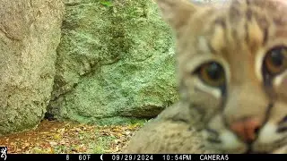 Bobcat Takes a Smelfie