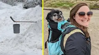 Animals That Have Made Terrible Yet Hilarious Mistakes
