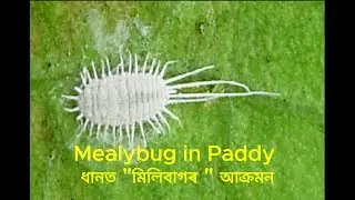 Mealybug in Paddy | ধানত 