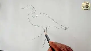 Heron bird drawing , Egret bird drawing || bird drawing .