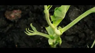 The Dancing Plant- Timelapse Photography