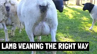 Lamb Weaning Gone Completely Wrong the 1st Time! [but here's what worked the 2nd time]