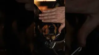 Пес 🐕&zwj;🦺 (