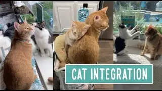 Cat Integration -- Final Stage