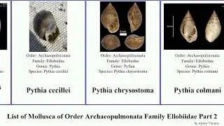 List of Mollusca of Order Archaeopulmonata Family Ellobiidae Part 2 trimusculus pythia zospeum Ear