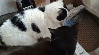 Dexter, cody , mitsy, coco.