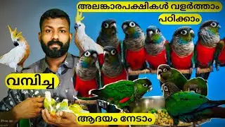 Crimson bellied conur ||Black caped conur || Cockatoo tamed||A19 Handfeeding food ||Jk pets farm
