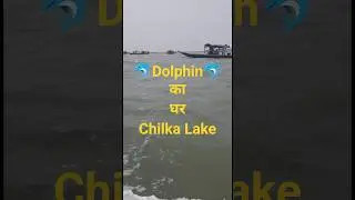 Dolphin 🐬 का घर - चिल्का झील | Trip Chilka Lake #trip #tourism #lake #trending #shorts #dolphin