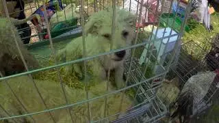 Junski sajam novih i polovnih poljoprivrednih mašina i alata na buvljoj pijaci u Palanci