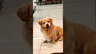 Rico The Handsome Golden Retriever Corgi Mix Dog Breed #stealyourheart #cute #adorable #goldencorgi