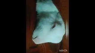 My daily dose &hearts;️😍 pets world 💐love #care#rabbits#honey#angu#lola &hearts;️ video blog