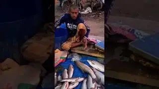 Rui and Silver Carp Fish Market