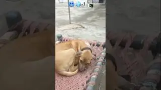 uk parrot-3 cold 🥶 save pet lovers join bull dog #foryou #pitbull #birds #labrador #funny #street