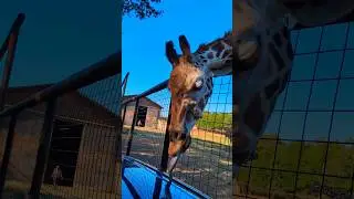 what did it just do🤪  #funnygiraffe #giraffe #giraffefeeding #lazy5ranch