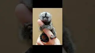 World's Smallest Monkey is??? #facts #daily #viral #youtube #like #comment #share