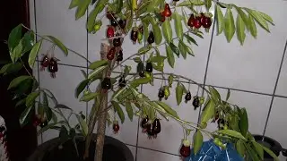 VOCE QUER TER CEREJA DO SERRADO PRODUZINDO EM VASO!!!!