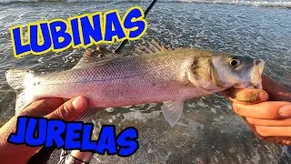 LUBINAS Y JURELAS AL AMANECER 🌅 . (PATCHINKO 85, FIIISH CRAZY, IMA KOMOMO 95 SF)