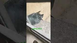 pigeon eating rice.