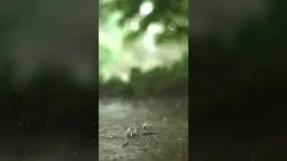 the rainy season, there is something wonderful in the falling water from the sky