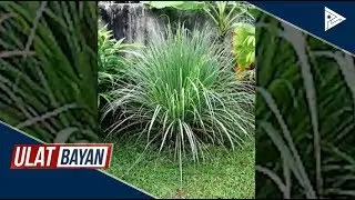 DA, inirekomenda ang pagtatanim ng citronella vs. dengue