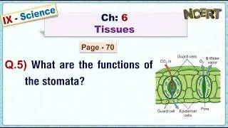 Ch:06 - Pg:70 - Q.5) What are the functions of the stomata?