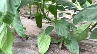 Cultivo de Pimiento en Chambo Sanidad y Calidad en pimiento 3 puntas