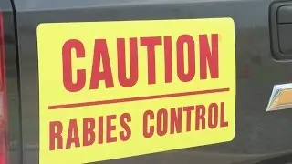 Rabies prevention program for raccoons