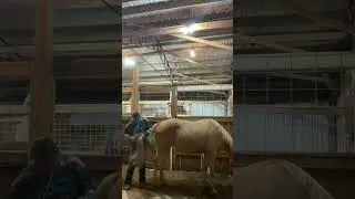Nighttime tail brushing! So tangled🙄 I also got bored at the end😂