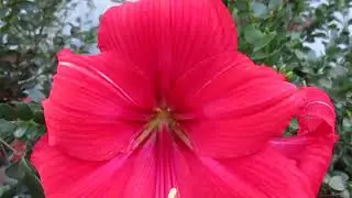 Arabian Night Amaryllis Hippeastrum X Hybridum in full bloom.  This plant produced 6 flower blooms.
