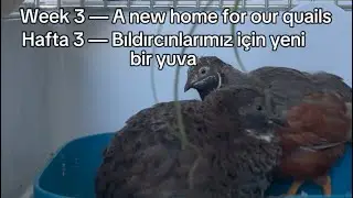 Quail Weekly Update #3 | A New Home & Peace in the Flock