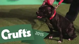 Behind the Scenes with the East Anglian Staffordshire Bull Terrier Display Team | Crufts 2015