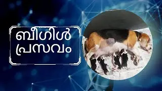 അറിഞ്ഞോ ബീഗിൾ മോൾ പ്രസവിച്ചു 😀#beagledog #beagledogmalayalam