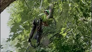 Trimming Trees Around Power Lines