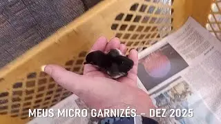 🐥 MEUS MICRO GARNIZ&Eacute;S - DEZEMBRO 2025