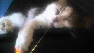 Snickers the studio cat.mov