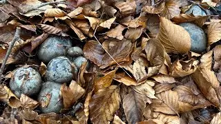 Hygrophorus marzuolus de enero de 2026