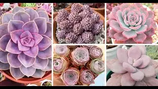 60 Popular Pink Succulents That Everyone Loves #raresucculents #pinksucculents #succulentlover