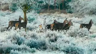 Color Grading | Davinchi | Deers Winter Season |
