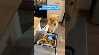 Gotta protect his teef! #dogtoys #tennisball #goldenretriever