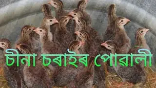 Guinea fowl farming in assam #assamesefarmer(sold out)
