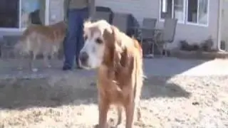 As Good as Gold - No More Homeless Pets 2010