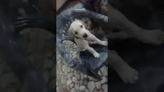 #dogs #laboura #puppy #shorts