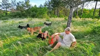 Peaceful Moments in the Forest with Rescue Dogs | Love Furry Friends Shelter