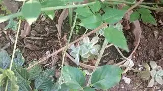 💝💖 Jardim Lindo e Maravilhoso de Casa 