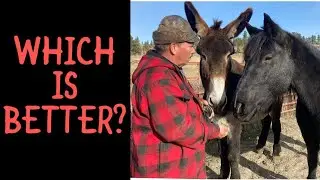 DONKEY vs HORSE | What you need to know for training and tack