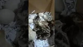 amazing turkey breed they'll grow up to 15 kls. #shorts  #turkeysounds #turkey #incubator