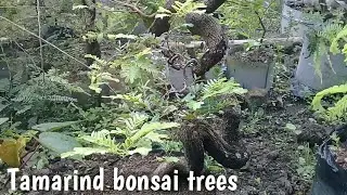Sekilas Tentang Bahan Bonsai ASAM JAWA Budidaya @aribonsaiart4508