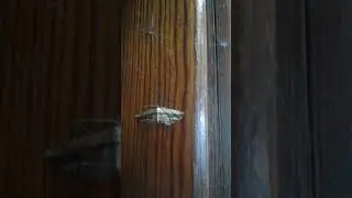 stripes on moth