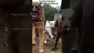 Ranking Funniest Dogs running in slow mo...   Subscribe please