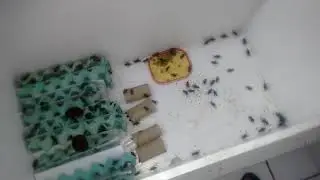 Criação de grilos parte 10 !!!